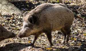cinghiale foto 1