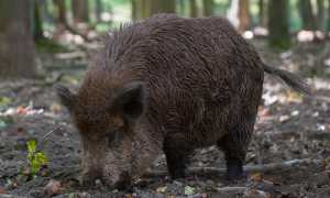 cinghiale