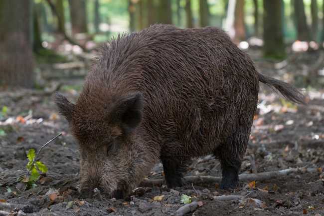 cinghiale