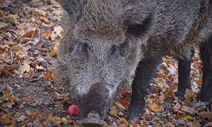 cinghiale