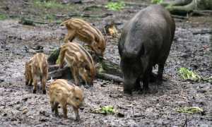 cinghiale
