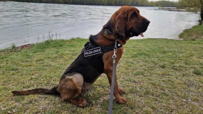 dikra molecolare polizia locale trecate