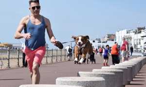 dog 1380198 640
