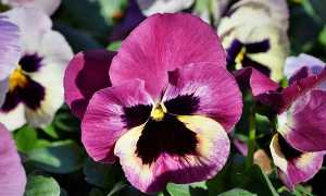 fiore viola
