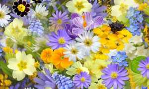 fiori foto