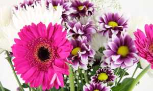 fiori