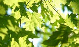 foglie albero