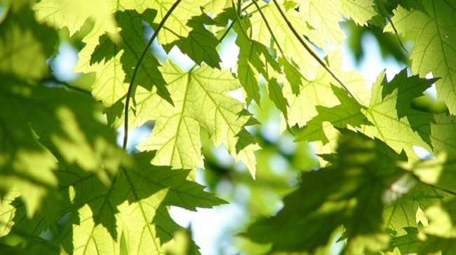 foglie albero