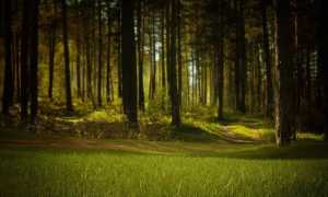 forest alberi