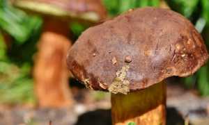 funghi foto