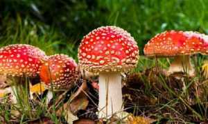 funghi