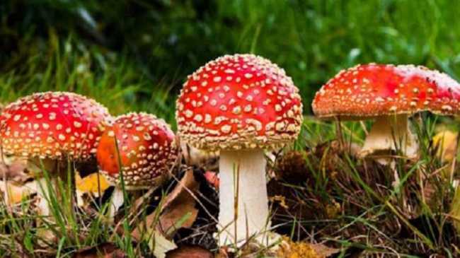 funghi