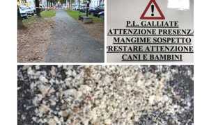 galliate briciole foto