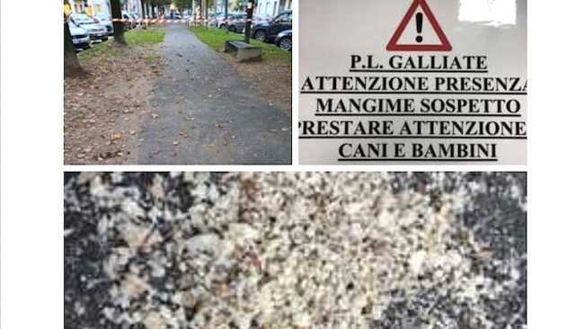 galliate briciole foto