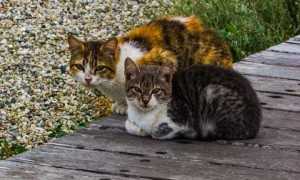 gatti foto