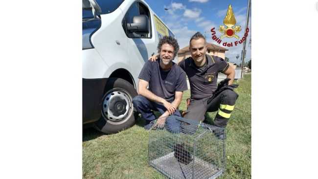 gattino salvato 2