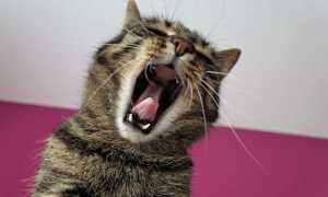 gatto bocca aperta