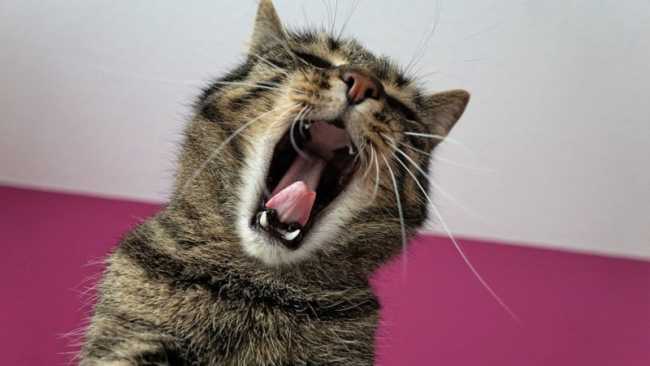 gatto bocca aperta