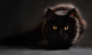 gatto