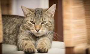 gatto
