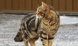 gatto randagio