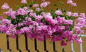 gerani balcone fiori