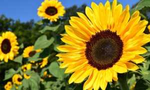 girasole foto
