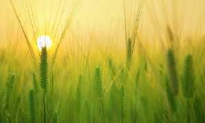 grano