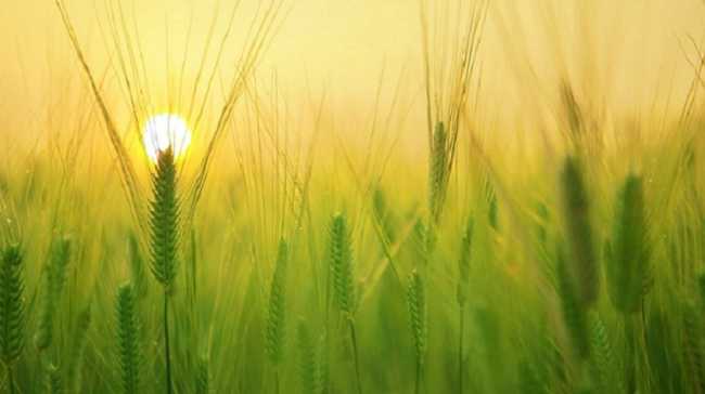 grano