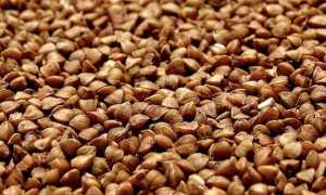 grano saraceno