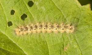 ifantria