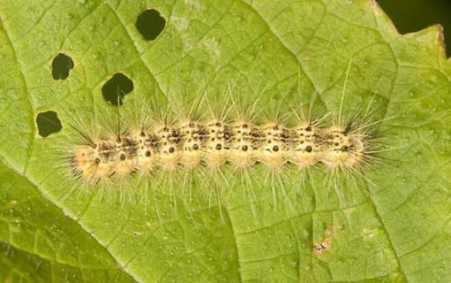 ifantria