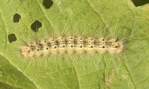 ifantria trecate
