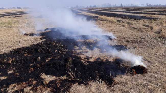 incendio vegetazione