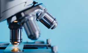 microscopio