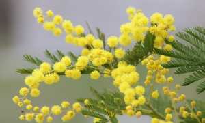 mimosa g078e02bad 640