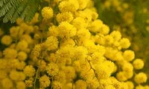 mimosa2