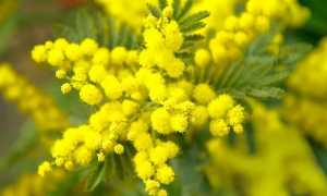 mimosa fiori foto