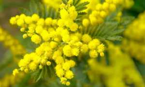 mimosa