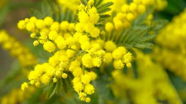 mimosa