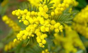 mimosa ramo foto
