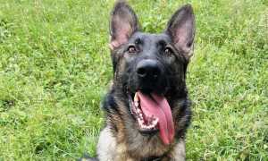 mitch polizia locale trecate