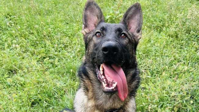 mitch polizia locale trecate