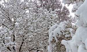 neve alberi