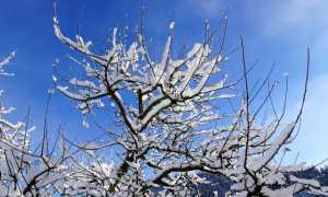neve