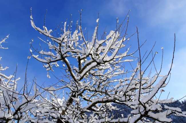 neve