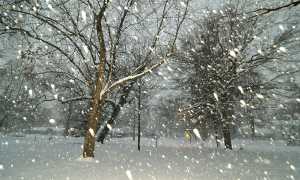 neve