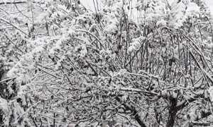 nevicata 1