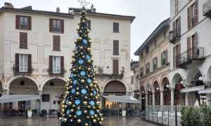 novara albero 2022