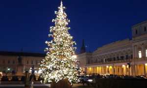 novara natale albero